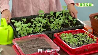 種子盆栽DIY教學  點播法 [upl. by Anivid]