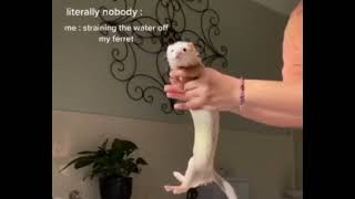 taxidermied ferret slap bracelet [upl. by Zohar143]