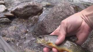 Fishing Colorado Gore Creek near Vail Co [upl. by Emad345]