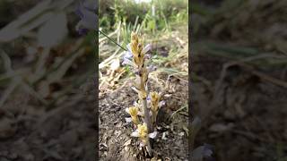 Orobanche Ramosa [upl. by Ettedualc]