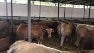 Frenchborn weanlings on Algerian farms [upl. by Consuelo430]