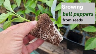 How to Grow Bell Peppers StepbyStep Guide from Seed to Outdoor Planting Part 1 [upl. by Fraser941]