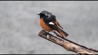 1131111 The Daurian redstart is a winter visitor in Taiwan [upl. by Ansev856]