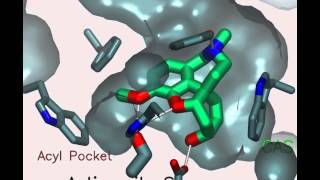 Acetylcholinesterase A gorgeous enzyme [upl. by Ecienahs474]