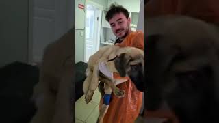 Kangal Puppy Suffering From Distemper Lovingly Carried By Kind amp Gentle Dog Health Worker [upl. by Ong]