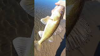 Shore Fishing Mississippi River Walleyes fishing walleye minnesota fish river mississippiriver [upl. by Martin]