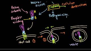 Corynebacterium diptheriae pathogenesis [upl. by Etnomaj913]