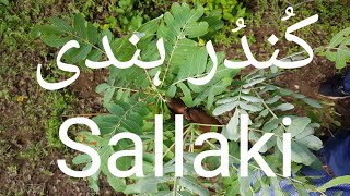 Sallaki  Shallaki  Salai gugalkundur ke fayde کُندُر ہندی کی معلومات نسخہ جات اور شناخت [upl. by Wina]