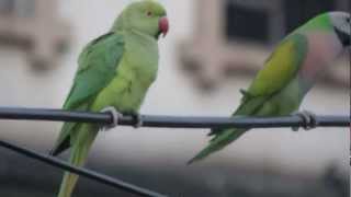 Redbreasted Parakeet safeguarding his girlfriend [upl. by Ayokal]