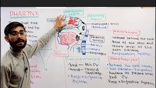 Pharynx Anatomy and Physiology of Pharynx Structure  Functions Parts of Pharynx [upl. by Donn]