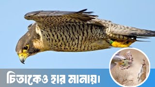 Fastest Bird On Earth  Peregrine Falcon।এই পাখির কাছে সব পাখিই যেন নস্যি।facts amazingfacts [upl. by Cirted]