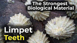 Limpet teeth  The strongest biological material [upl. by Blaire]