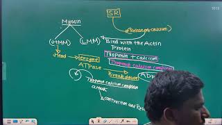 SLIDING FILAMENT THEORY [upl. by Eleonora]