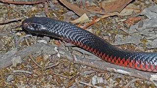 Red Bellied Black Snake hunting [upl. by Adyol143]