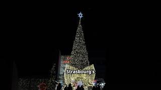 Strasbourg Christmas Market 🎄 shorts christmas holidayseason [upl. by Gaston]