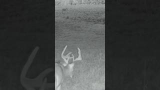 Tall rack in the soybean field [upl. by Airdnazxela]