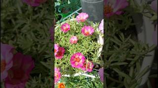 Portulaca cutting propagationgarden indoorplant gardening [upl. by Center]