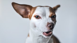 Dog barking sound effect  REALISTIC [upl. by Summer]