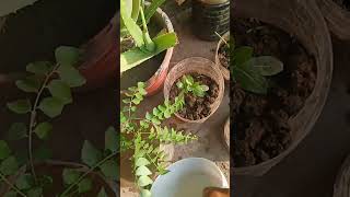 Tulsi plant care and mix plant care gardening beautiful natural plant trending motivation [upl. by Brynn]