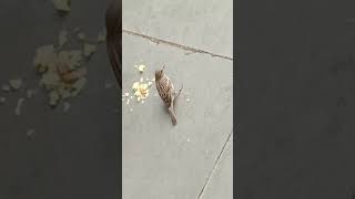 Sparrow Bird eating food 🐦 sparrow chirping sound sparrow birds nature video trending [upl. by Wilsey164]