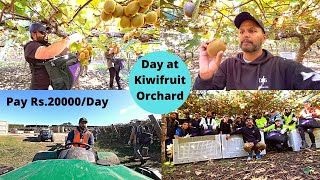 How Kiwifruit is Picked in New Zealand  ਕਿਵੇ ਟੁੱਟਦਾ ਨਿਉਜੀਲੈਂਡ ਦਾ ਕੀਵੀ ਫਰੂਟ  Pay Rs20000Day [upl. by Adnihc744]