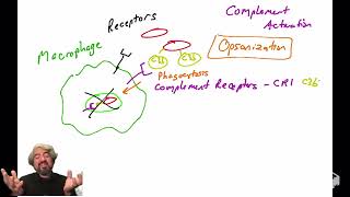 Opsonization and the complement system [upl. by Lala]