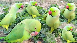 Tota Compilation And Funny Parrots Green [upl. by Lamrert]