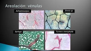 Unidad 14 Anatomía foliar 4° de 6 vídeos Sistema vascular [upl. by Terces]