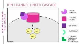 NEUROSCIENCE  SIGNAL TRANSDUCTION CASCADE WITH EXAMPLES [upl. by Nirat]