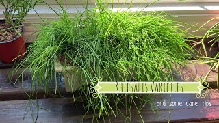 Rhipsalis Varieties amp Care Tips  Come See my Rhipsalis Houseplants  10K Giveaway Winner [upl. by Wons]