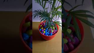 Bamboo Palm Grow In Pots Like Me [upl. by Vinita]