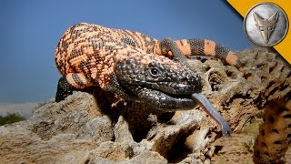 The Gila Monster  AMAZING Venomous Lizard Encounter [upl. by Coridon412]