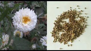 Collect Chrysenthemum Seeds  How to harvest Chrysenthemum Seed  English [upl. by Ielhsa975]