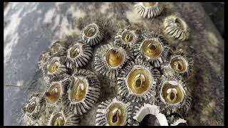 Gray whale barnacles [upl. by Cerf]