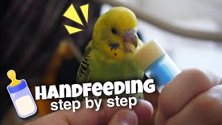 Tips for Handfeeding Baby Budgies [upl. by Eniawtna607]