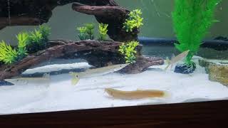 Larger Species Community Tank Hujeta Gar Pictus Catfish Dojo Loach Pleco [upl. by Noella]