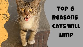 Get Your Cat Back On Their Paws Tips For Helping A Limping Cat [upl. by Eilyah651]