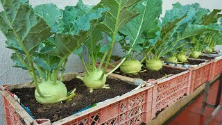 Its unbelievable that Growing kohlrabi in plastic baskets at home gives such a high yield [upl. by Ahsieat83]