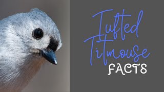 Surprising Facts About the Tufted Titmouse Revealed [upl. by Akeim]