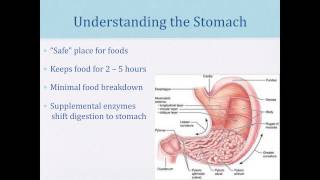 The Role of Enzymes in Autism Gut Issues and Food Intolerances 2013 [upl. by Zinah]