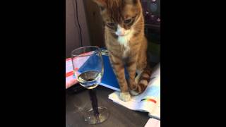 Funny Cat Video Frank Spills Water [upl. by Ateekahs]