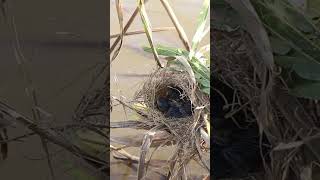 Baby Birds Remarkable Feat Eat In Nest EP112 birdslover birdwatch wildlife viralvideo birds [upl. by Yorick]