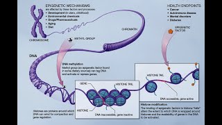 Acetylation and Methylation [upl. by Aillicirp]