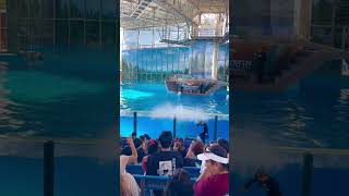 Beluga whales shows SeaWorld beluga belugawhale seaworld seaanimals shorts shows [upl. by Irot290]