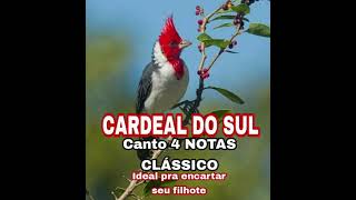 CARDEAL DO SUL CANTO 4 NOTAS CLÁSSICO [upl. by Theis]