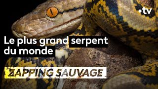 Le plus grand serpent du monde  ZAPPING SAUVAGE [upl. by Yendirb]