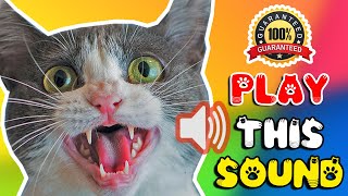 Cat sounds to scare mice away ⭐ Rats will go away 🐁 cat sound effect [upl. by Sadoc]