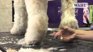 Grooming Guide  Labradoodle  Pro Groomer [upl. by Oflodur691]