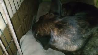 ζ Malinois Sleep Barking [upl. by Leodora380]