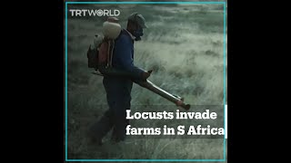 Farms in South Africa invaded by swarms of locusts [upl. by Nojel]